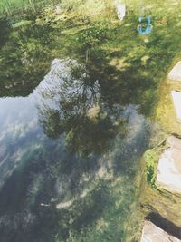 Reflection of trees in water