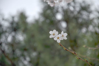 Close-up of white flowers