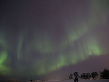 Low angle view of trees against sky at night