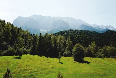 Pine trees in forest against sky