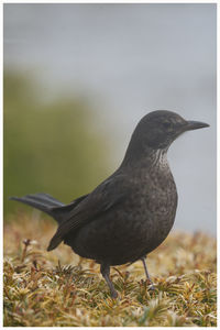 Close-up of bird perching on a field