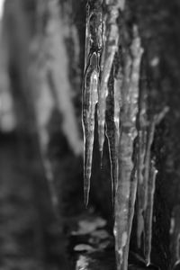 Close-up of icicles against blurred background