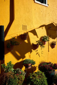 Potted plant on yellow wall of building with shadows of clothes on a wire