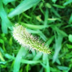 Close-up of plant growing on plant