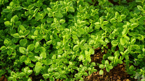 High angle view of plants growing on field