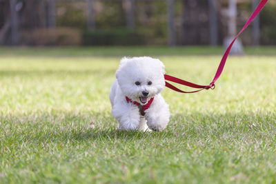 Dog sitting on grass