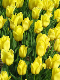 High angle view of yellow tulips