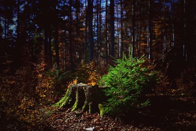 Trees growing in forest at dusk