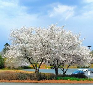 Cherry blossom tree on field against sky