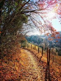 Trees on field during autumn