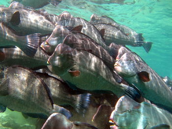 Fish swimming in sea