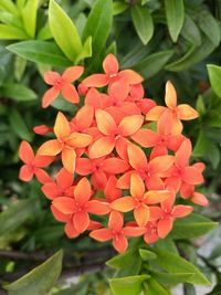 Close-up of flowers blooming outdoors