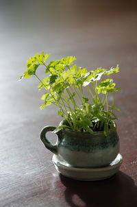 Close-up of potted plant on table