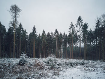 Pine trees in forest against sky during winter