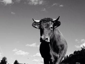 Low angle view of horse