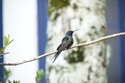 Low angle view of bird perching on tree