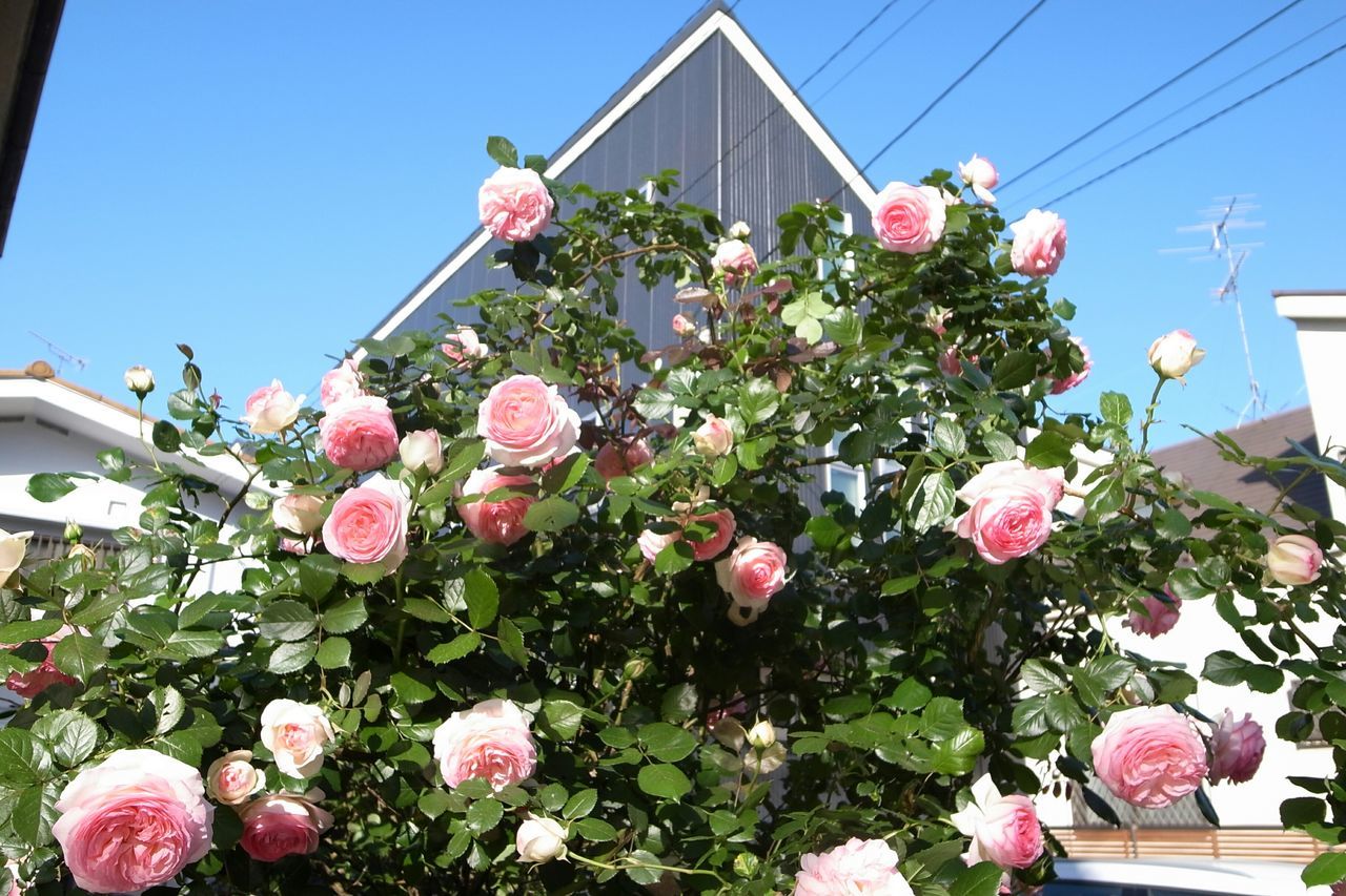 flower, freshness, built structure, architecture, fragility, building exterior, plant, growth, clear sky, low angle view, pink color, petal, blooming, sunlight, nature, day, potted plant, beauty in nature, in bloom, house