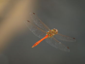 Close-up of dragonfly flying over black background