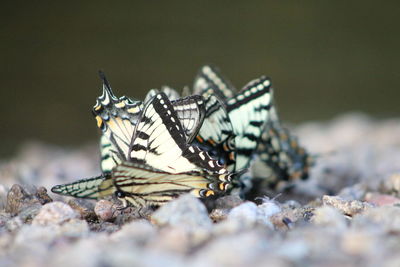 Close-up of butterflies