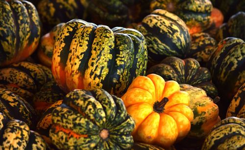 Full frame shot of pumpkins