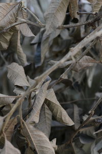 Close-up of dried leaves