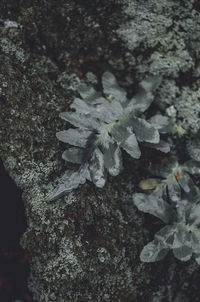 Close-up of leaves on tree trunk during winter
