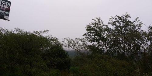 Low angle view of trees against sky