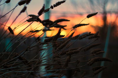 Close-up of silhouette plant against sky at sunset