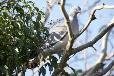 Low angle view of bird perching on tree