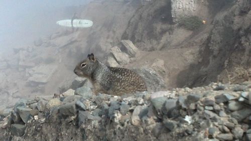 Bird on rock