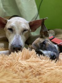 Close-up portrait of dogs