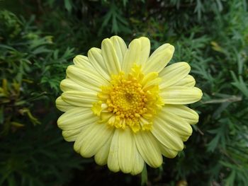 Close-up of yellow flower blooming outdoors