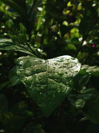 Close-up of water drops on leaf