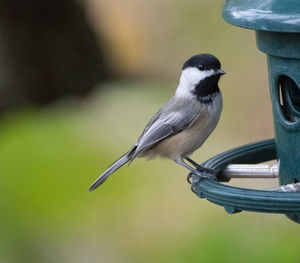 Black-capped chickadee on a feeder in green-wood cemetery, brooklyn, ny