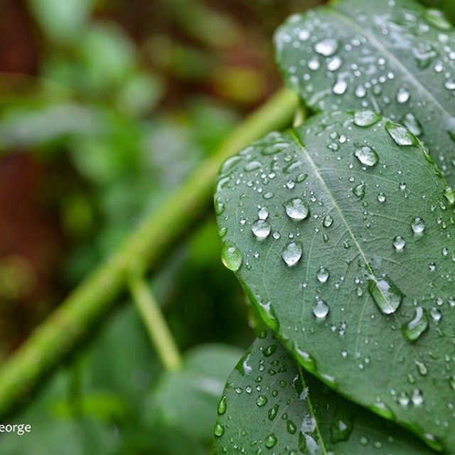 drop, water, wet, leaf, close-up, freshness, dew, green color, growth, fragility, raindrop, nature, rain, beauty in nature, focus on foreground, plant, droplet, selective focus, water drop, weather