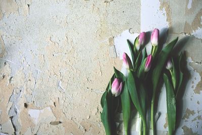 Close-up of plant against wall