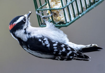 Close-up of a bird