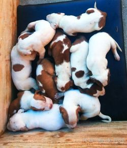 High angle view of dog sleeping