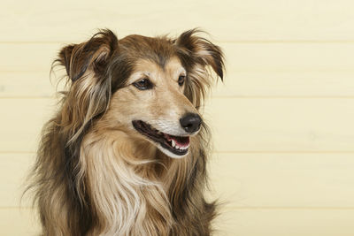 Close-up portrait of a dog looking away
