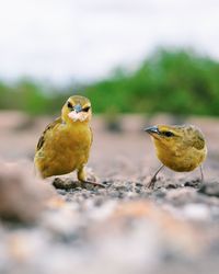 Close-up of bird perching on leaf against sky