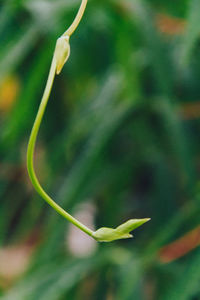 Close-up of green leaf on plant