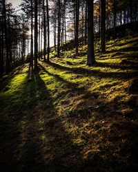 View of pine trees in forest