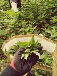 High angle view of potted plants