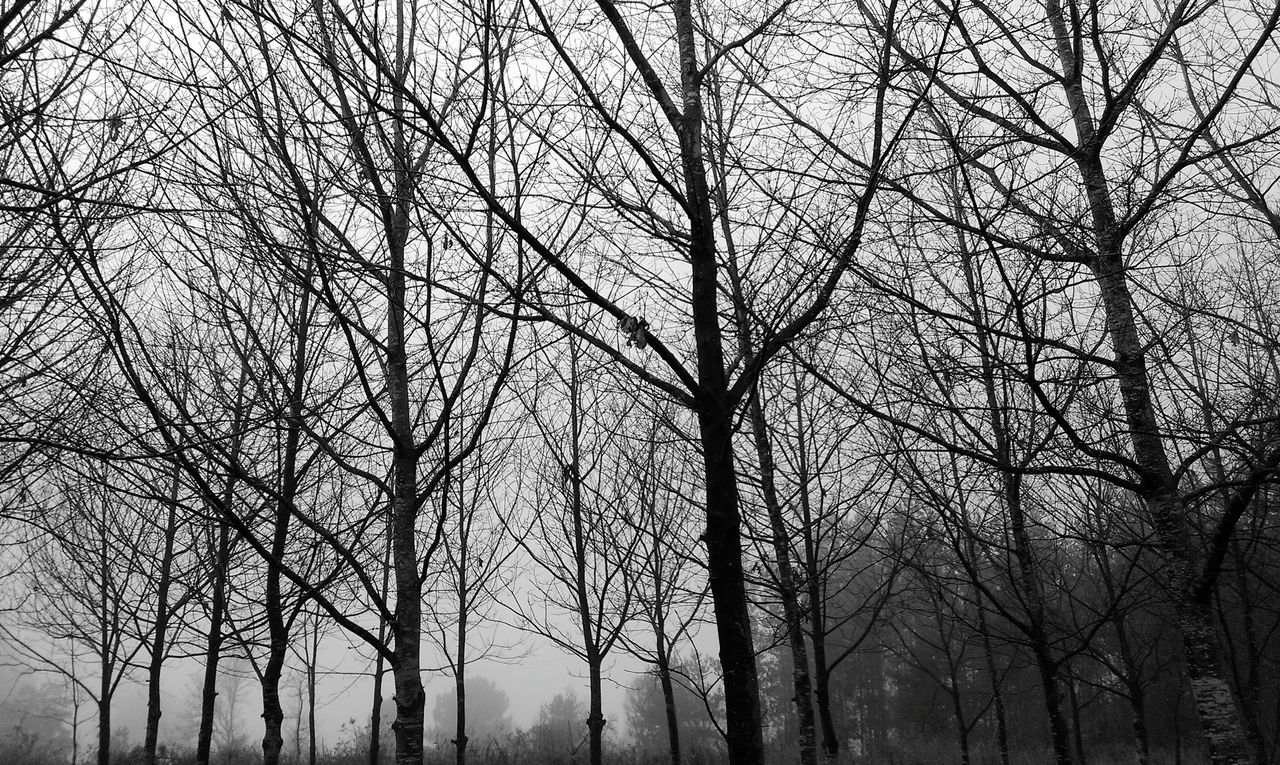 bare tree, tree, branch, tranquility, low angle view, silhouette, nature, tree trunk, tranquil scene, beauty in nature, scenics, sky, forest, growth, outdoors, woodland, no people, non-urban scene, idyllic, day