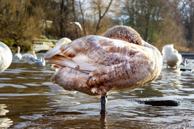 Side view of a swan in river