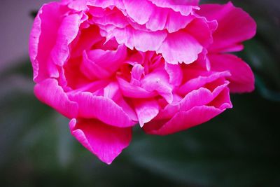 Close-up of pink flowers