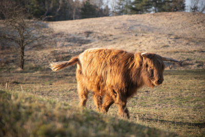 Horse in a field