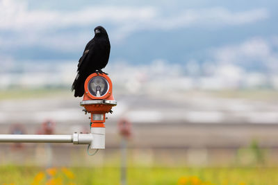 Close-up of bird perching on metal against sky