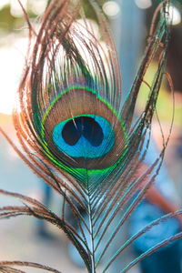 Close-up of peacock feather