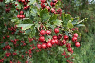 Close-up of red berries growing on tree